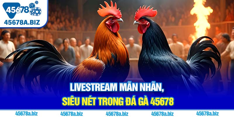 Livestream mãn nhãn, siêu nét trong đá gà 45678