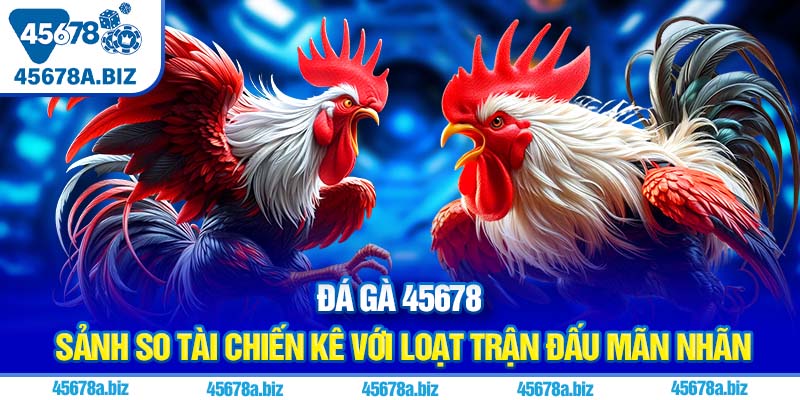 Đá gà 45678 | Sảnh so tài chiến kê với loạt trận đấu mãn nhãn